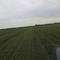 Hay Season