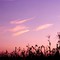 corn field