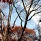 oak sky