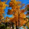 Autumn Home