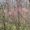 South Swope Park, Spring, KCMO