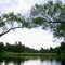 Tree Sex on the Carp River