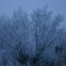 winter frost