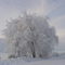 Valentines Day Frost