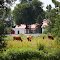 vaches près du ruisseau Norton