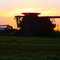 Harvest Silhouette Indian Head, Sask.