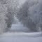 Hoar Frost Shelterbelt Center - South of Indian Head, Sk.