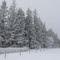 Hoar Frost Lined Trees - Indian Head, Sask.