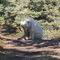 Polar Bear Cub
