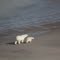 Polar Bear Mother with Cub on Hudson Bay Coast