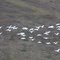 Snow Geese at Kaska Goose Lodge