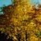 Golden Tree