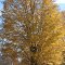 fall maple yellow