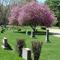 Quabbin Park Cemetery--Humphreys