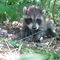 Baby Raccoon in Wakamow