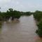 Onion Creek at Ruby Ranch Road - High Water