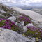 Moss campion, Mount Distincta area, Yukon