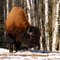 Wood bison bull