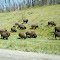Bison Grazing