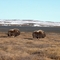 Muskox by airstrip