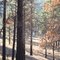autumn trees