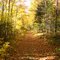 Automne Rd.