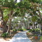 banyantree