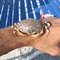 Crab