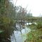 Swamp