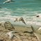 Royal Terns in Flight