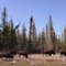 Bisons along Mackenzie Highway, NWT