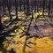 One year after a bush fire