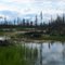 Boreal forest near Edzo