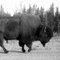 Bison