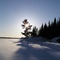 White Pine, Little Sand Lake, Harbour Island, Minaki, Ontario