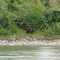 Bear at the Yukon river