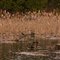 Pond in the Rain