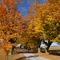 fall color