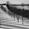 Queensville Shadows