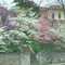 Spring Dogwood at Neosho Big Spring Park