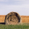 Bird on Hay Roll