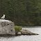 Herring gulls