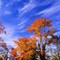 Solitary tree