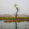 Scraggly Tree On A Tiny Island