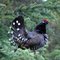 FRANKLIN GROUSE