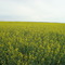 Canola field - 07/2009