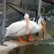 Pelicans at Fairford
