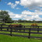 Horses and clouds
