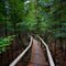 Cold Creek Boardwalk