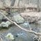 Windham Town Forest